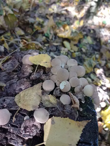 Champignons Rapides Traction Vers Forêt Champignons Automne — Photo