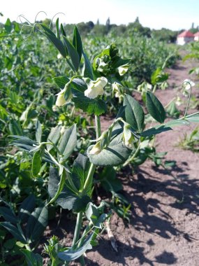 Bezelyeler bahçede yetişir. Lezzetli yeşil sebzeler..