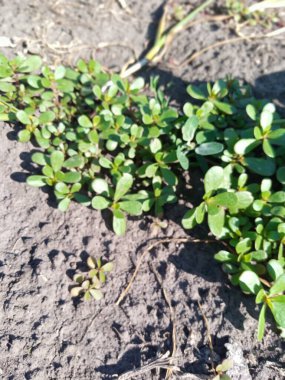 Purslane bahçede yetişen bir ottur. 