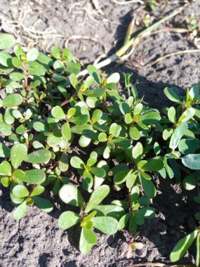 Purslane bahçede yetişen bir ottur. 