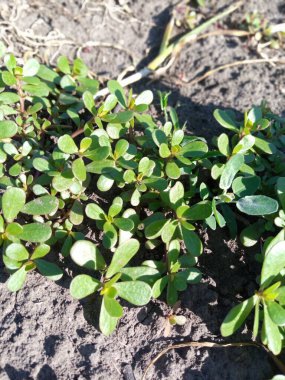Purslane bahçede yetişen bir ottur. 