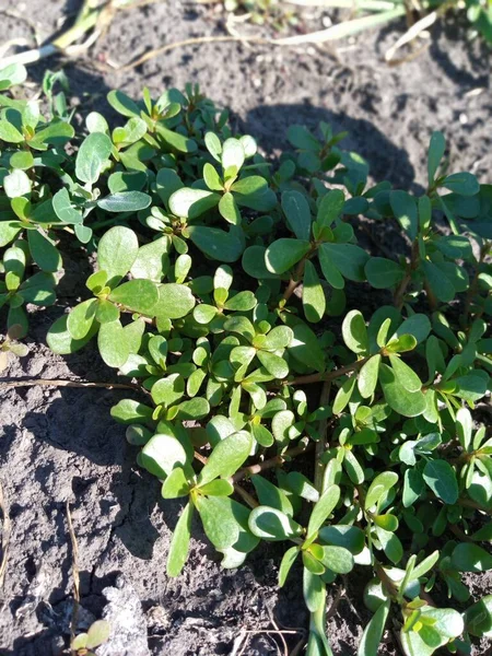 Purslane bahçede yetişen bir ottur. 