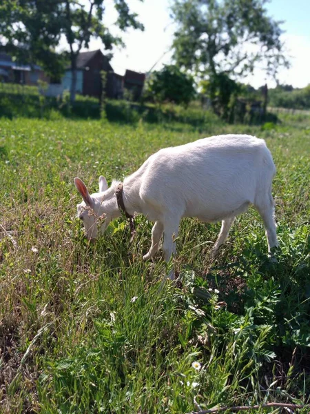 Una Giovane Capra Pascola Sul Prato Nel Bosco — Foto Stock