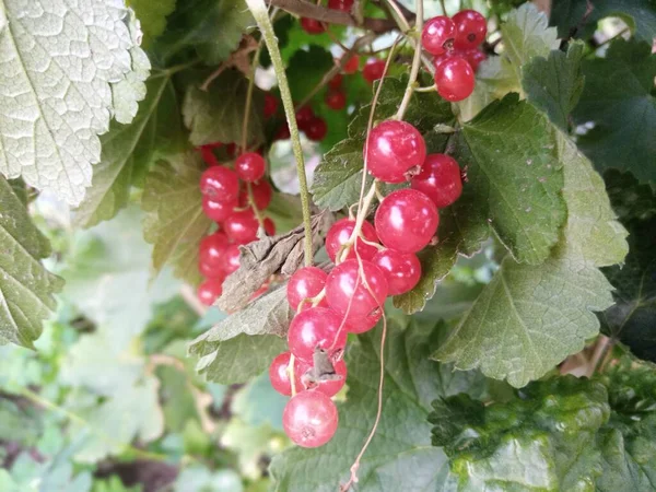 Currant Merah Tumbuh Semak Semak Musim Panas Musim Panas Berry — Stok Foto