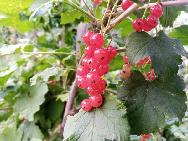 Ribes Rosso Cresce Cespuglio Estate Bacca Estiva — Foto Stock