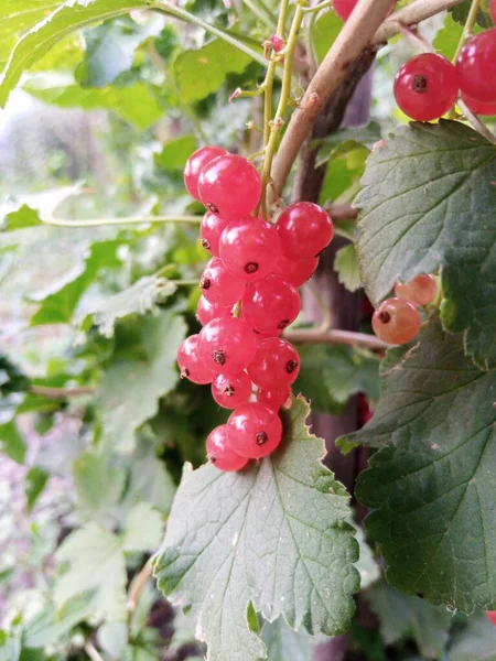 夏天红醋栗长在灌木丛中 夏天的浆果 — 图库照片
