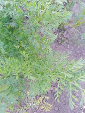 bahçede büyüyen havuç