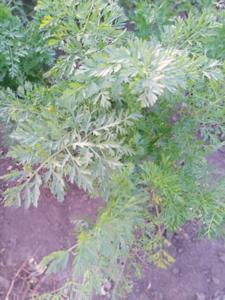 Carottes Poussant Dans Jardin — Photo