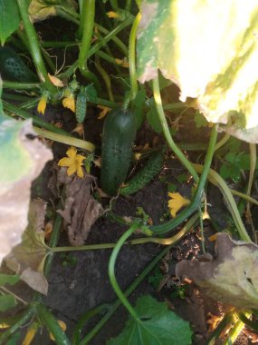 Bahçede salatalık büyümek