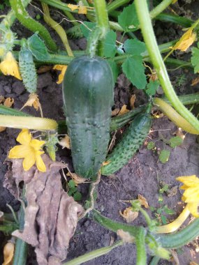 Bahçede salatalık büyümek