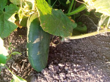 Bahçede salatalık büyümek