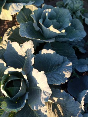 Bahçede lahana yetişiyor.