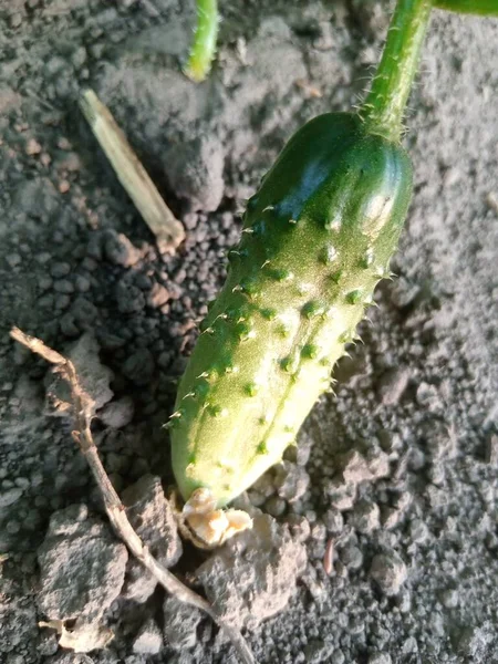 Les Concombres Poussent Dans Jardin — Photo