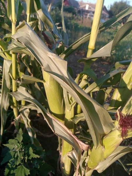 Young Corn Growing Garden — Stock Photo, Image
