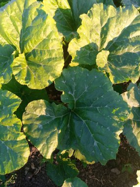 grow zucchini in the garden 