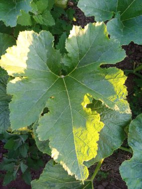 grow zucchini in the garden 