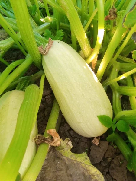 Grow Zucchini Garden — стоковое фото
