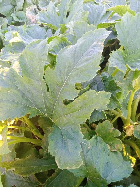 Grow Zucchini Garden — Stockfoto