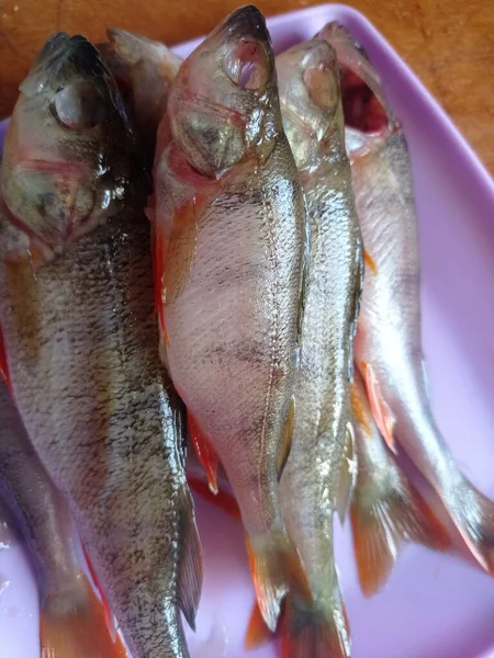 Cleaning Perch Fish Catch — Stock Photo, Image