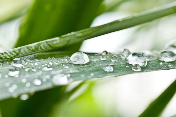 Naturschutz — Stockfoto