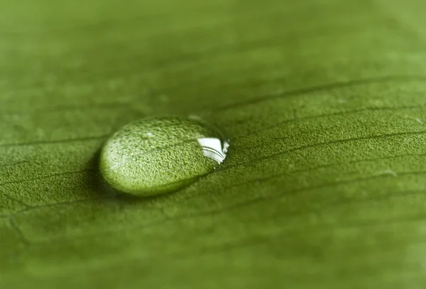 Nature zen avec goutte d'eau — Photo