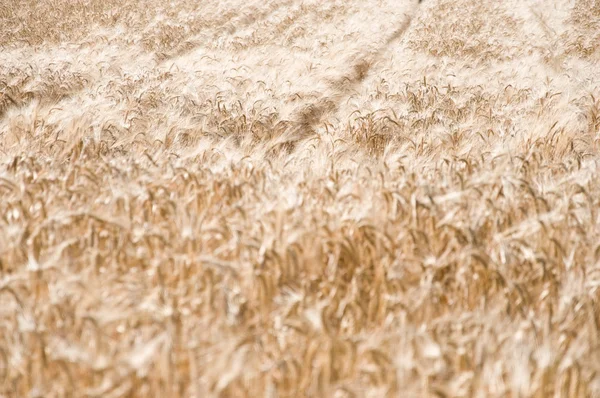 Campo de trigo — Fotografia de Stock