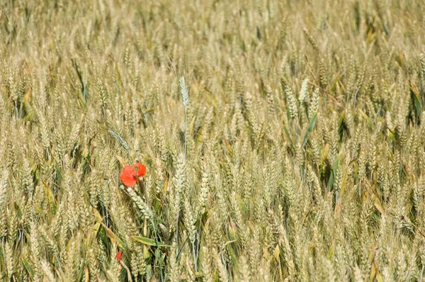 Campo de trigo com papoula — Fotografia de Stock