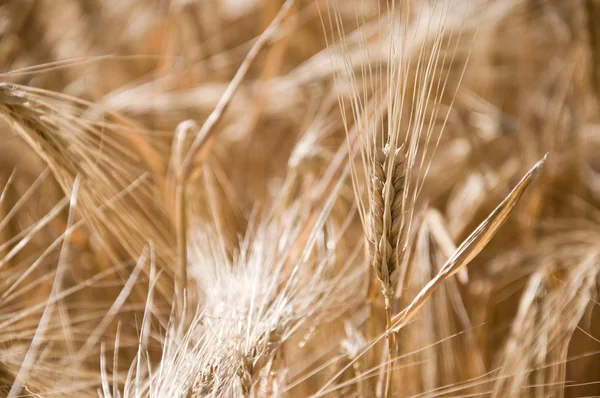 Buğday tarlası — Stok fotoğraf