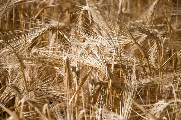 Campo de trigo — Fotografia de Stock