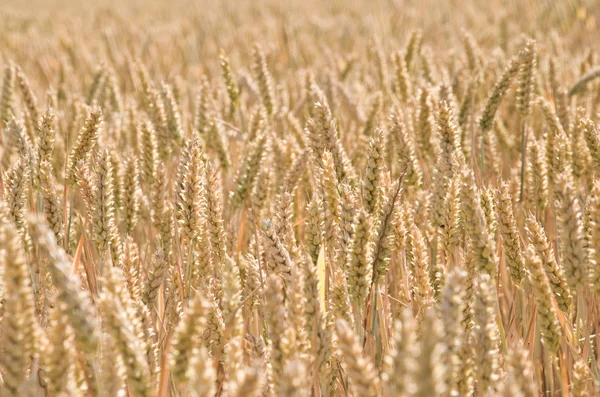 Campo de trigo — Fotografia de Stock