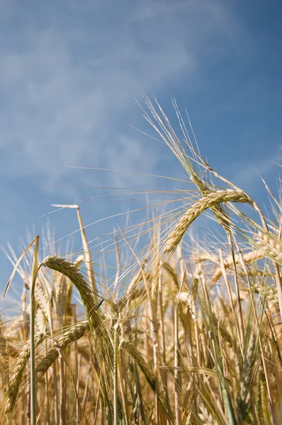 Campo de trigo — Foto de Stock