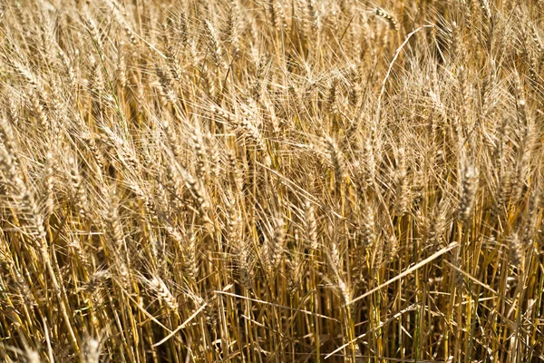 Campo de trigo — Fotografia de Stock