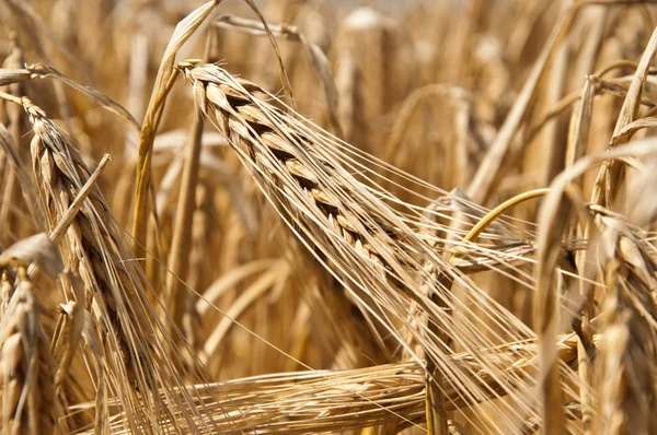 Campo de trigo — Foto de Stock