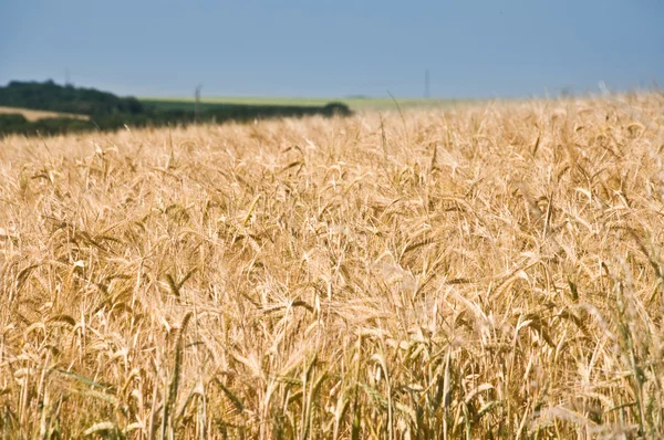 Tarweveld — Stockfoto