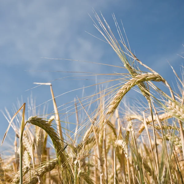 Tarweveld — Stockfoto