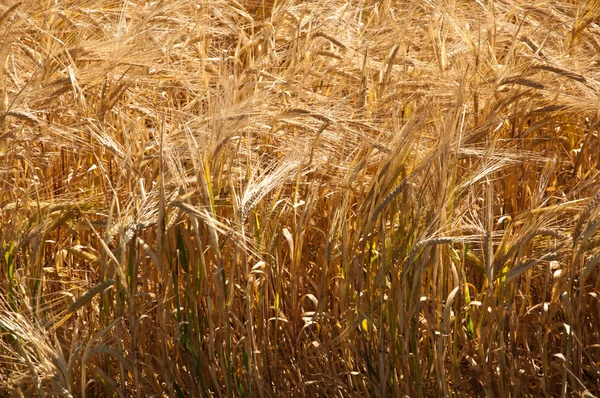 Campo de trigo — Fotografia de Stock