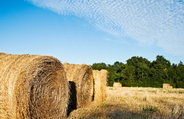 Nörd vete — Stockfoto