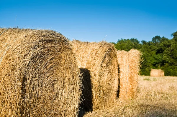 Nörd vete — Stockfoto