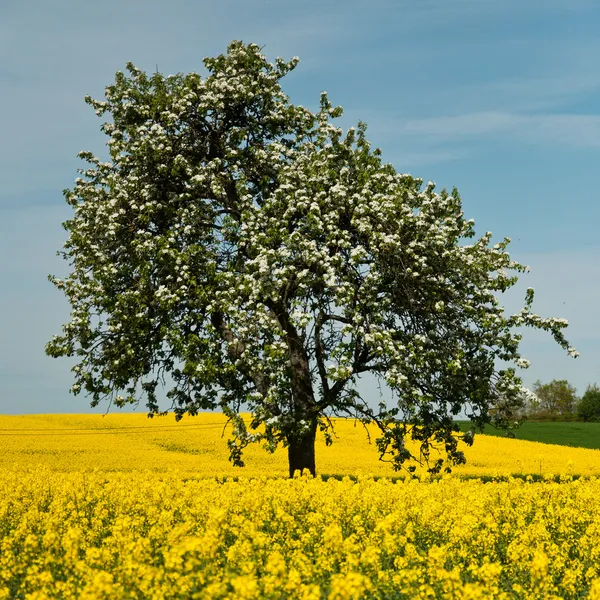 Árbol aislado en campo de violación — Foto de Stock