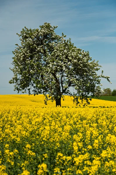 Copac izolat în câmp de viol — Fotografie, imagine de stoc
