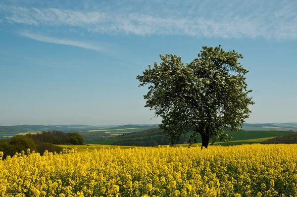 Isolierter Baum im Rapsfeld — Stockfoto