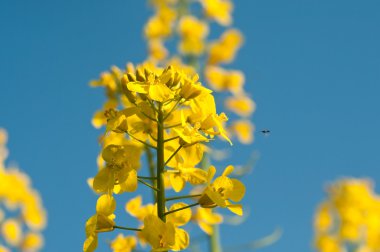 tecavüz çiçek portre