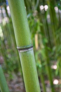 Bambu Arkaplanı