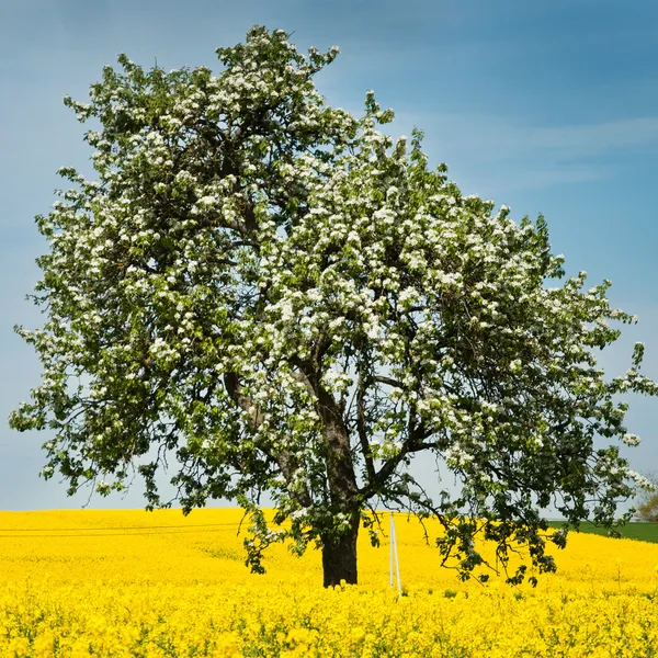 Árvore isolada no campo de colza — Fotografia de Stock