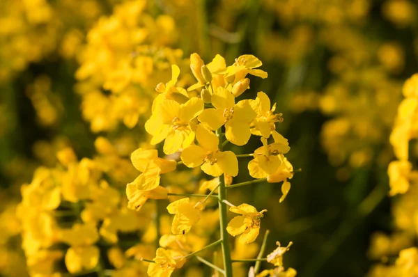 Flores de estupro — Fotografia de Stock