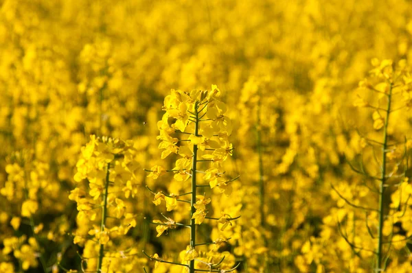 Flores de estupro — Fotografia de Stock