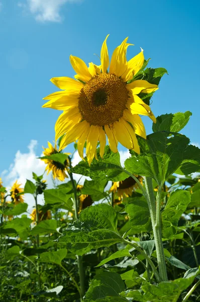 Solros — Stockfoto