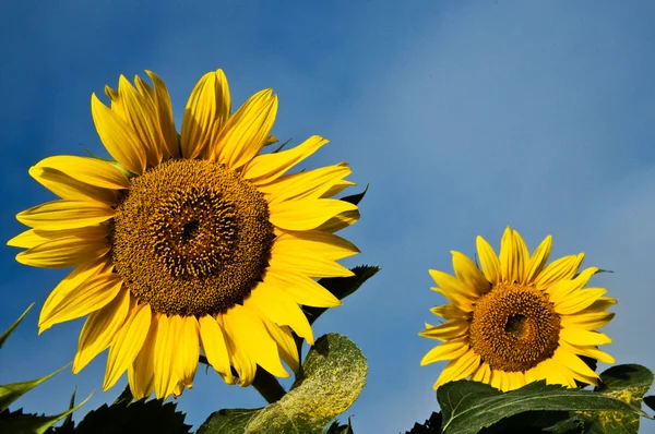 Girasol — Foto de Stock