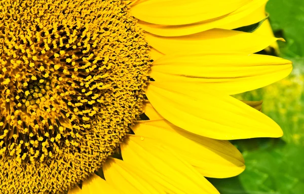 Sonnenblume — Stockfoto