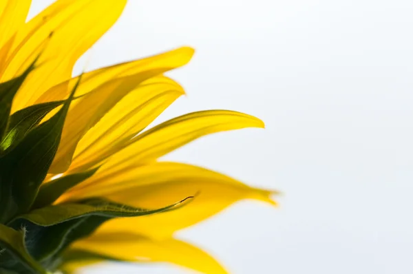 Sonnenblume — Stockfoto